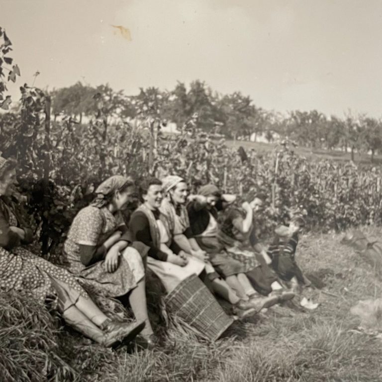Eine Gruppe von Frauen sitzt in einem Feld, während sie Erntearbeiten durchführen.